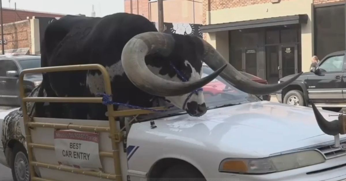 Car with giant bull named Howdy Doody crammed into passenger seat pulled over by Nebraska police