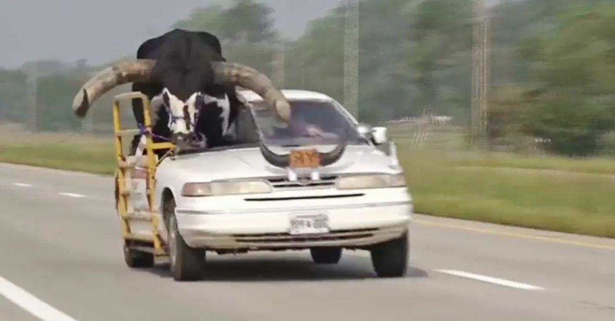 Norfolk Police Pull Over Car With Bull Riding Shotgun